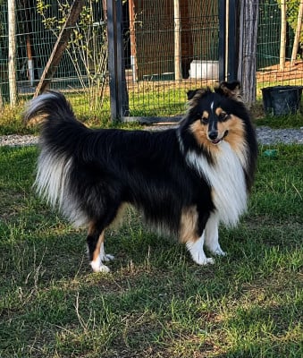 Étalon Shetland Sheepdog - ALPHONSE De La Colline d'Ans}