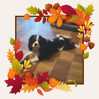 Étalon Cavalier King Charles Spaniel - Bounty de la cite d hinka