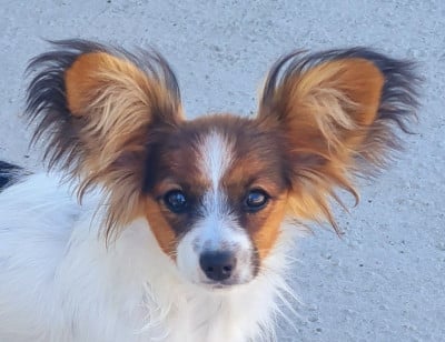Étalon Epagneul nain Continental (Papillon) - Breitling De la castelviroise
