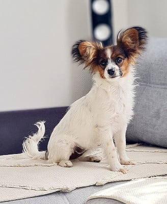 Étalon Epagneul nain Continental (Papillon) - Breitling De la castelviroise