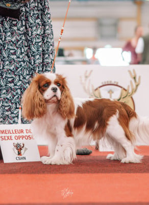 Étalon Cavalier King Charles Spaniel - V'Willow Du Mont Des Crocs Blancs