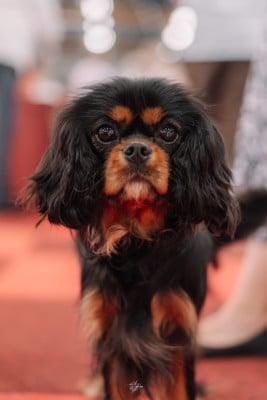 Étalon Cavalier King Charles Spaniel - Abigaël Du Mont Des Crocs Blancs