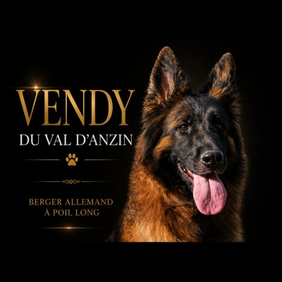 Étalon Berger Allemand Poil Long - Vendy du val d'Anzin