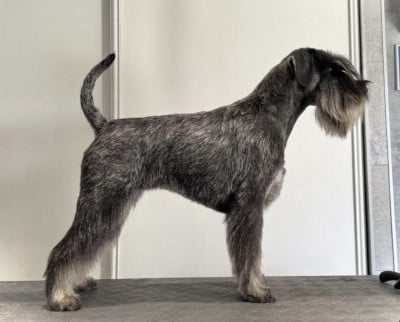 Étalon Schnauzer - All you need is love Domaine De Pierremarie