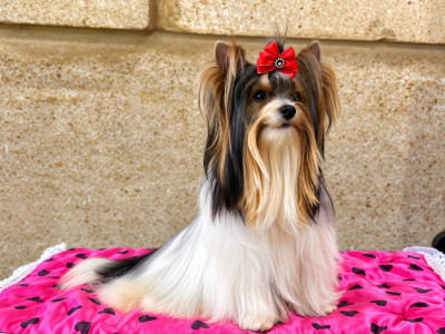 Étalon Biewer Terrier - Shogun Desire-York