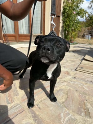 Étalon Staffordshire Bull Terrier - Bizou Zalou (Sans Affixe)