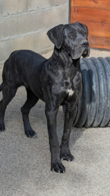 Étalon Cane Corso - BERETTA des Légendes de Goliath