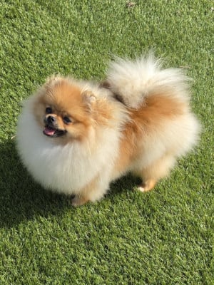 Étalon Spitz allemand - Bestie Des Poms Poms Girls