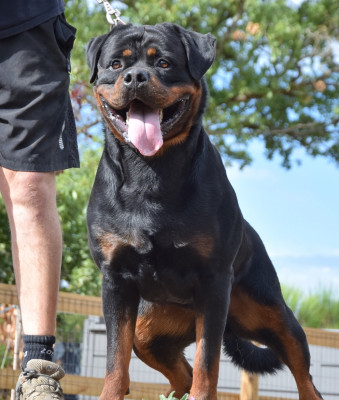 Étalon Rottweiler - Atchoum Vom Hause Matterhorn