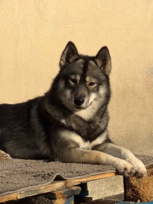 Étalon Siberian Husky - Your angel of light "Kähu" Of The Nordic Empire