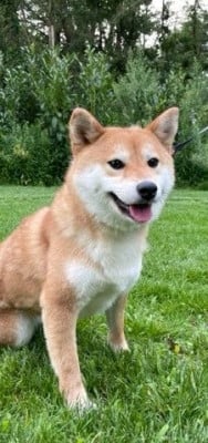 Étalon Shiba - VICK MIKO (Sans Affixe)