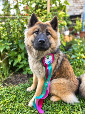 Étalon Eurasier - GuldEurasier Nala dite Nami