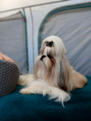Étalon Shih Tzu - Lawren's Passion A Dream A Day