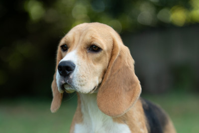 Étalon Beagle - Beautiful Blue Girl Des Gardiens d Alma
