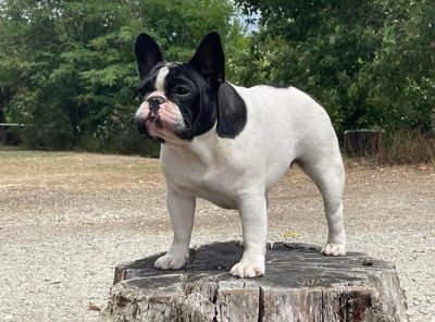 Étalon Bouledogue français - CH. VICTOIRE des Révélations Du Marais
