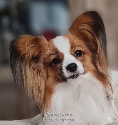 Étalon Epagneul nain Continental (Papillon) - Acqua di gio Œil céleste