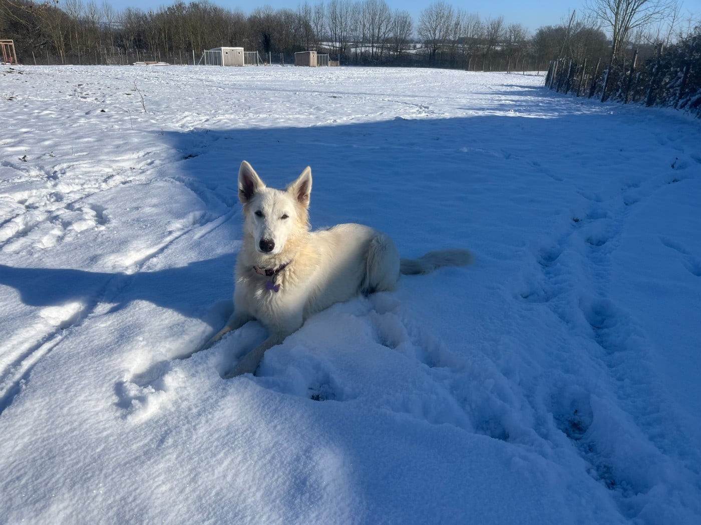 Les Berger Blanc Suisse de l'affixe   De L'Epopée De Kaa