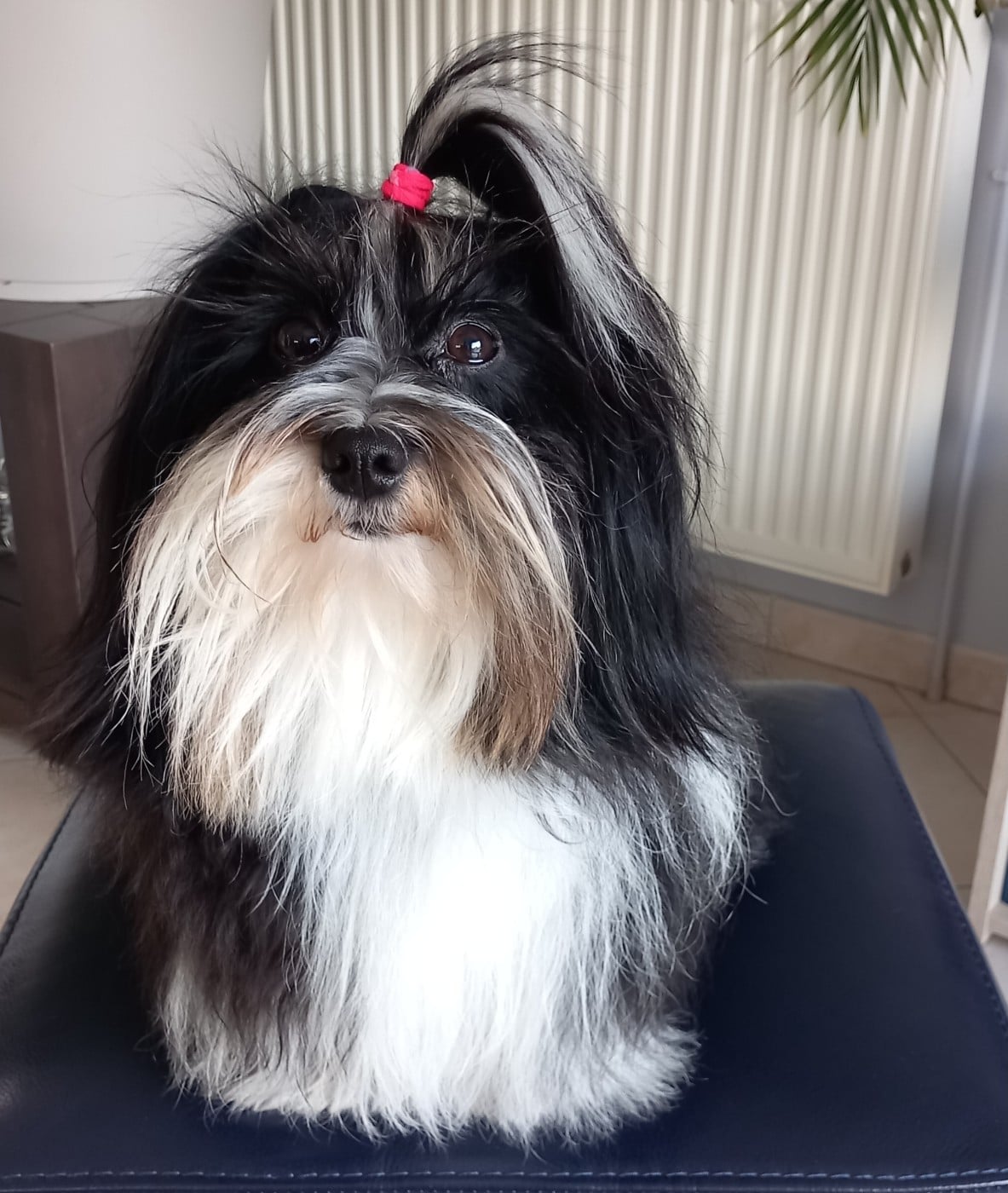 Les Bichon Havanais de l'affixe   by Hunali