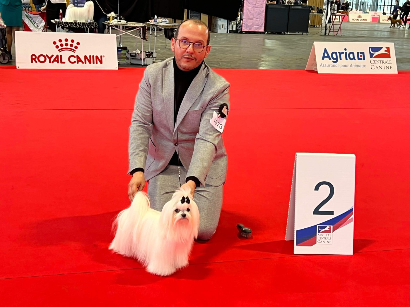 Les Bichon maltais de l'affixe   French fancies