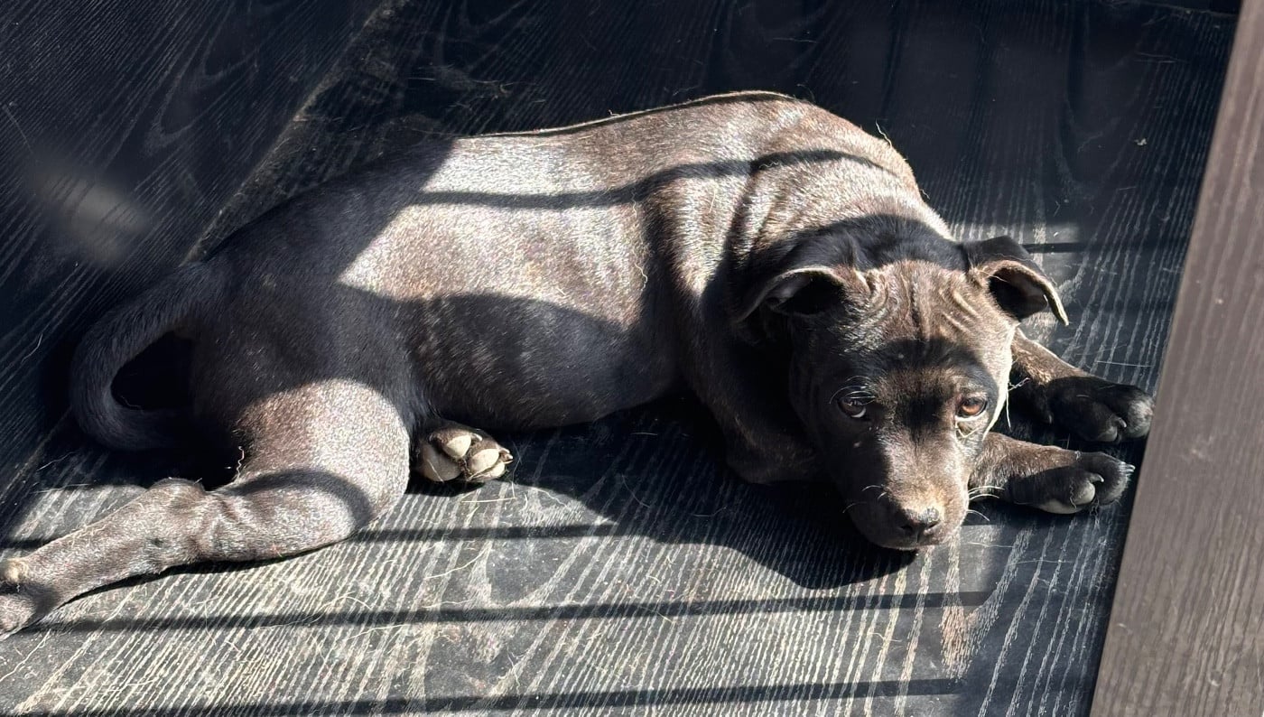 Les Staffordshire Bull Terrier de l'affixe   Clara Milleville