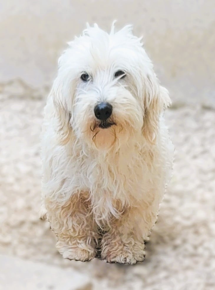 Les Coton de Tulear de l'affixe   Des marais de courmont