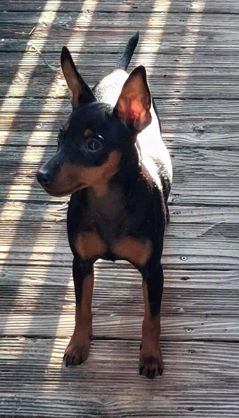 Les Pinscher nain de l'affixe   Of Little Dog's Paradise