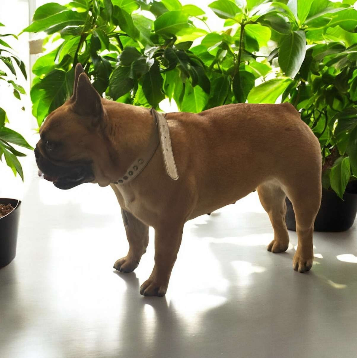 Les Bouledogue français de l'affixe   Le Domaine d'Oscar