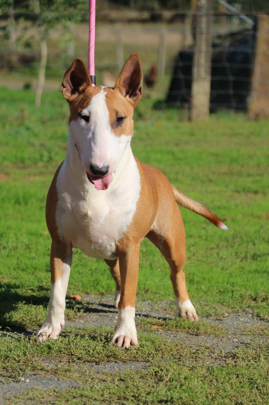 Les Bull Terrier de l'affixe   Du Domaine De Babylone