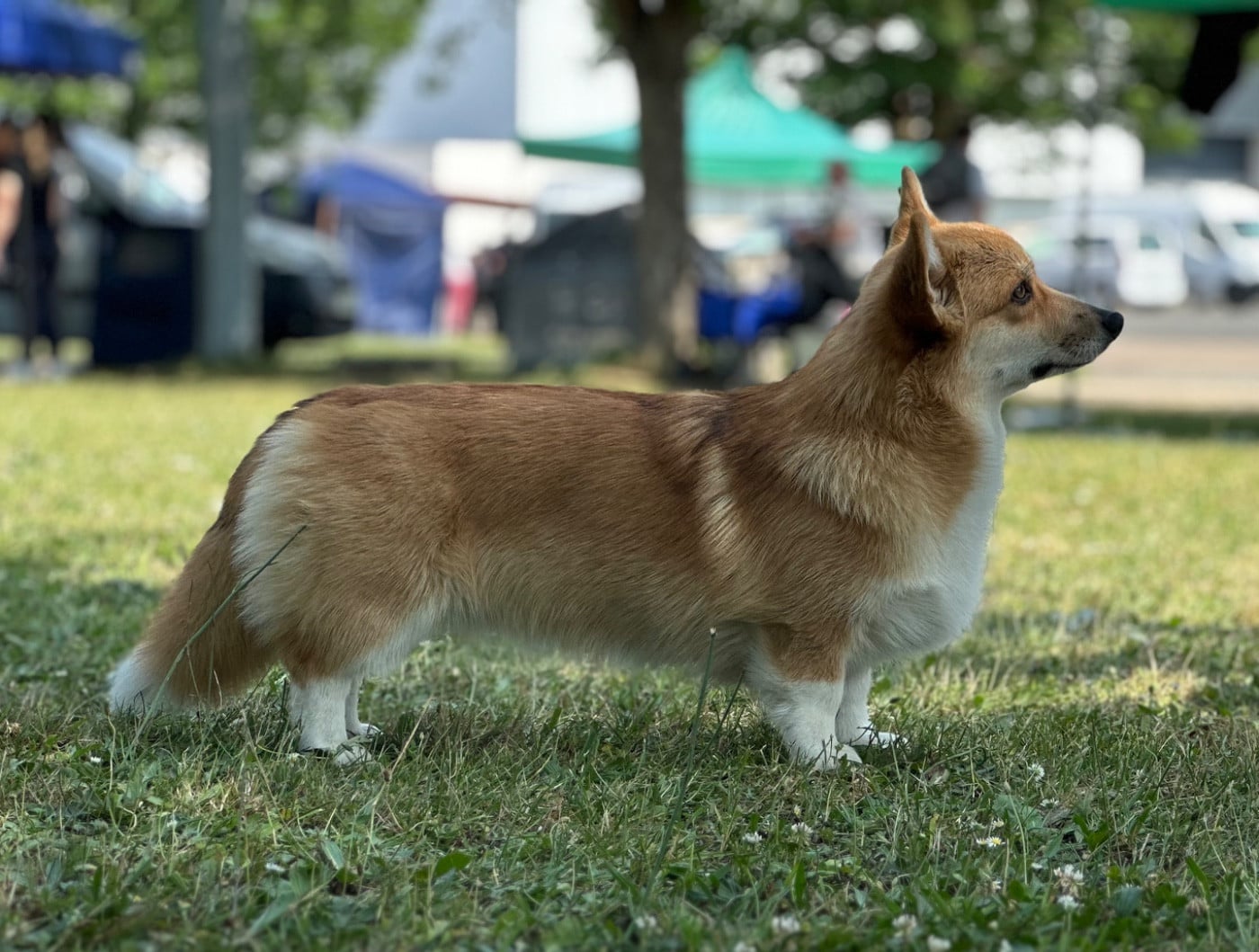 Les Welsh Corgi Pembroke de l'affixe   De L'Orée Du Royaume De Nala