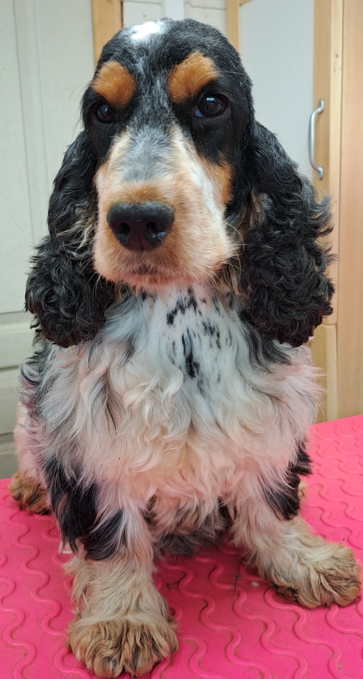 Les Cocker Spaniel Anglais de l'affixe   of Mayajoe's Dreams