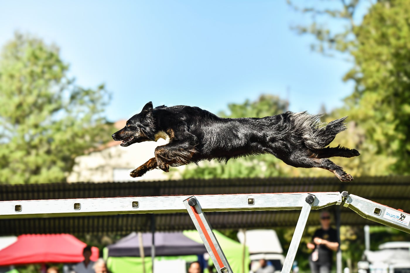 Les Border Collie de l'affixe   Yosemite Legends