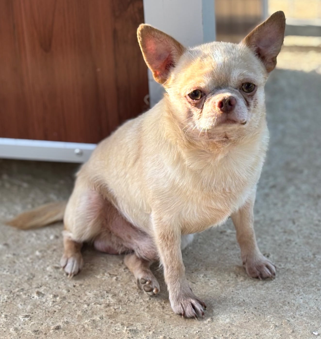 Les Chihuahua de l'affixe   du domaine de Couroules