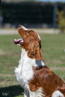 Étalon Welsh Springer Spaniel - glenbrows RAPTURE