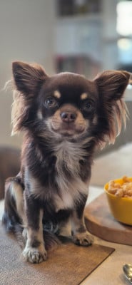 Étalon Chihuahua - ATOM DES PETITS JEDI Titre Initial}