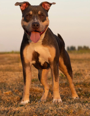 Étalon American Staffordshire Terrier - Absolute king athlas (Sans Affixe)