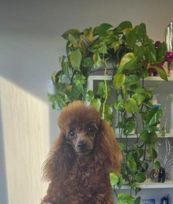 Étalon Caniche - ABISSE  Du Domaine De La Vallée Heureuse