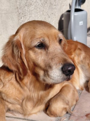 Étalon Golden Retriever - Siena Du Bois Chenes Tauzains