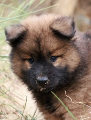 Étalon Eurasier - albionspitz Jacinto aka Balios