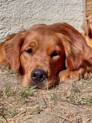 Étalon Golden Retriever - Ariette Du Bois Chenes Tauzains