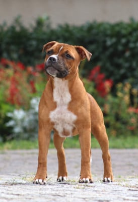 Étalon Staffordshire Bull Terrier - Be Like You Forever Of Heart's Ghosts