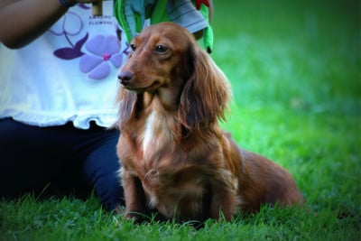 image de LADY DAISY