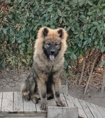 Étalon Eurasier - Boréal Shadow (Sans Affixe)