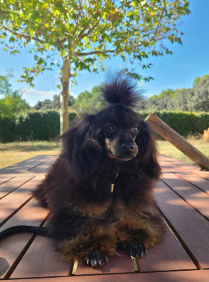 Étalon Caniche - Bella Du Royaume De La Pompadour