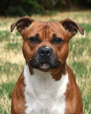 Étalon American Staffordshire Terrier - Lechis United colors