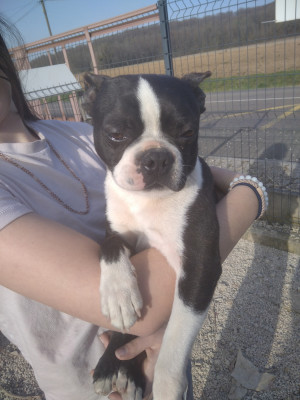 Étalon Boston Terrier - Viking (Sans Affixe)