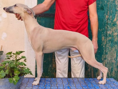 Étalon Whippet - Billy Aidol du castel minervois
