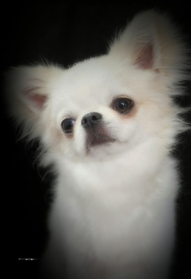 Étalon Chihuahua - HERMES fulstar