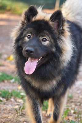 Étalon Eurasier - Aika Umiko Des Diamants De L'océan