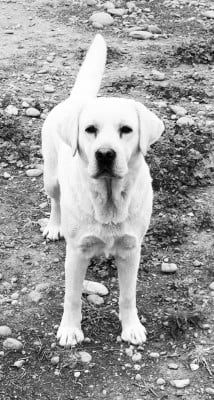 Étalon Labrador Retriever - UMEA De sandie landes