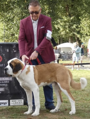 Étalon Chien du Saint-Bernard - BARNY Des Terres Froides D'Inha